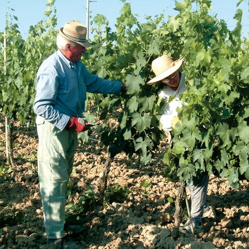 Azienda Agraria Fossacolle - Produttori di vino nelle Terre del Brunello - Sergio e la moglie durante la vendemmia