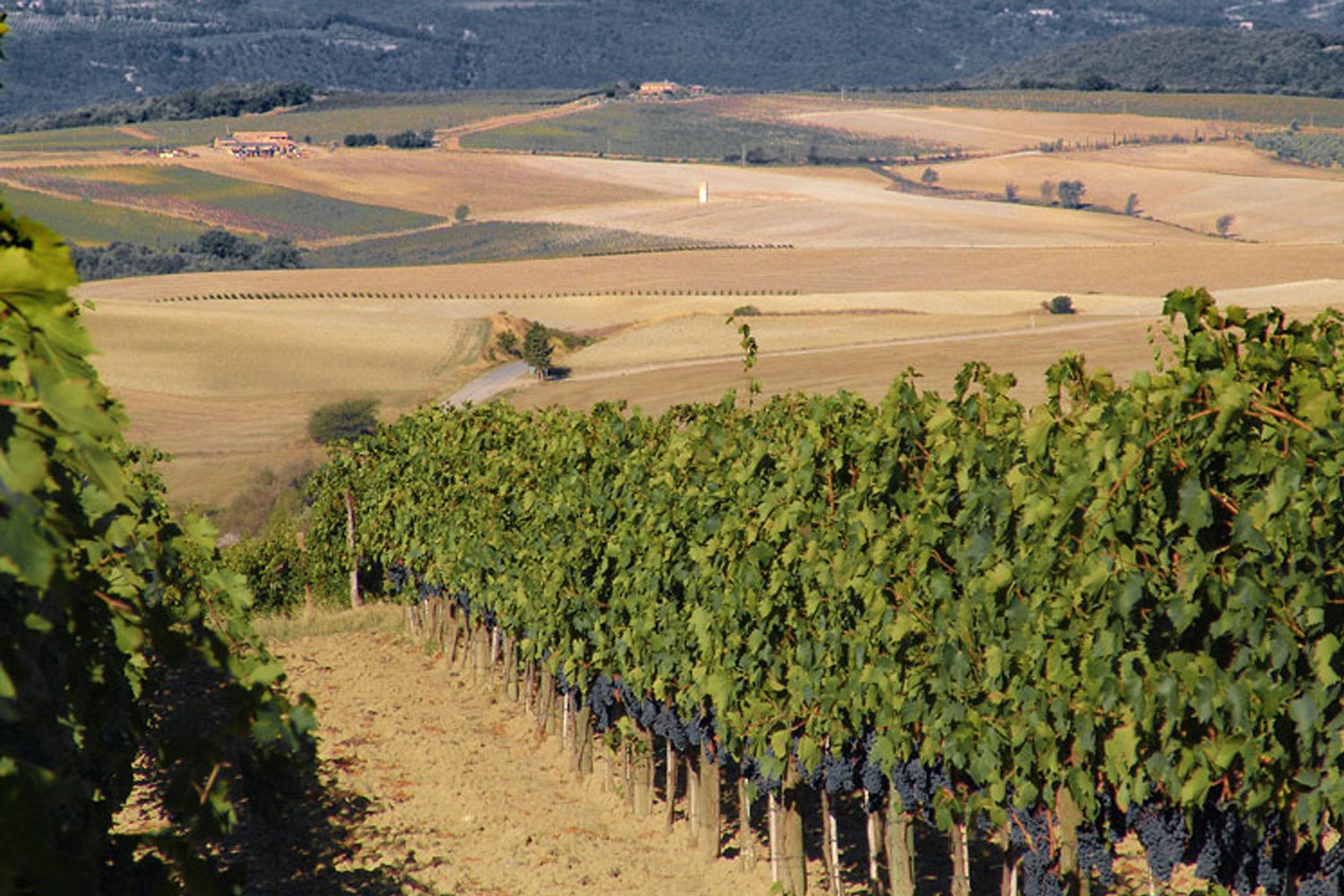 Vigneto - Azienda Agraria Fossacolle - Produttori di Brunello