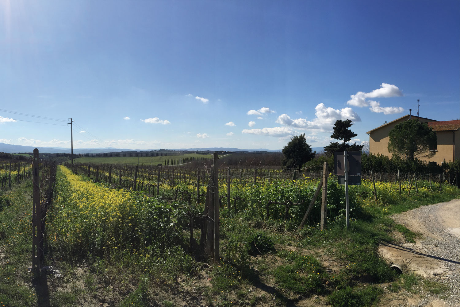 Vigneto - Azienda Agraria Fossacolle - Produttori di Brunello