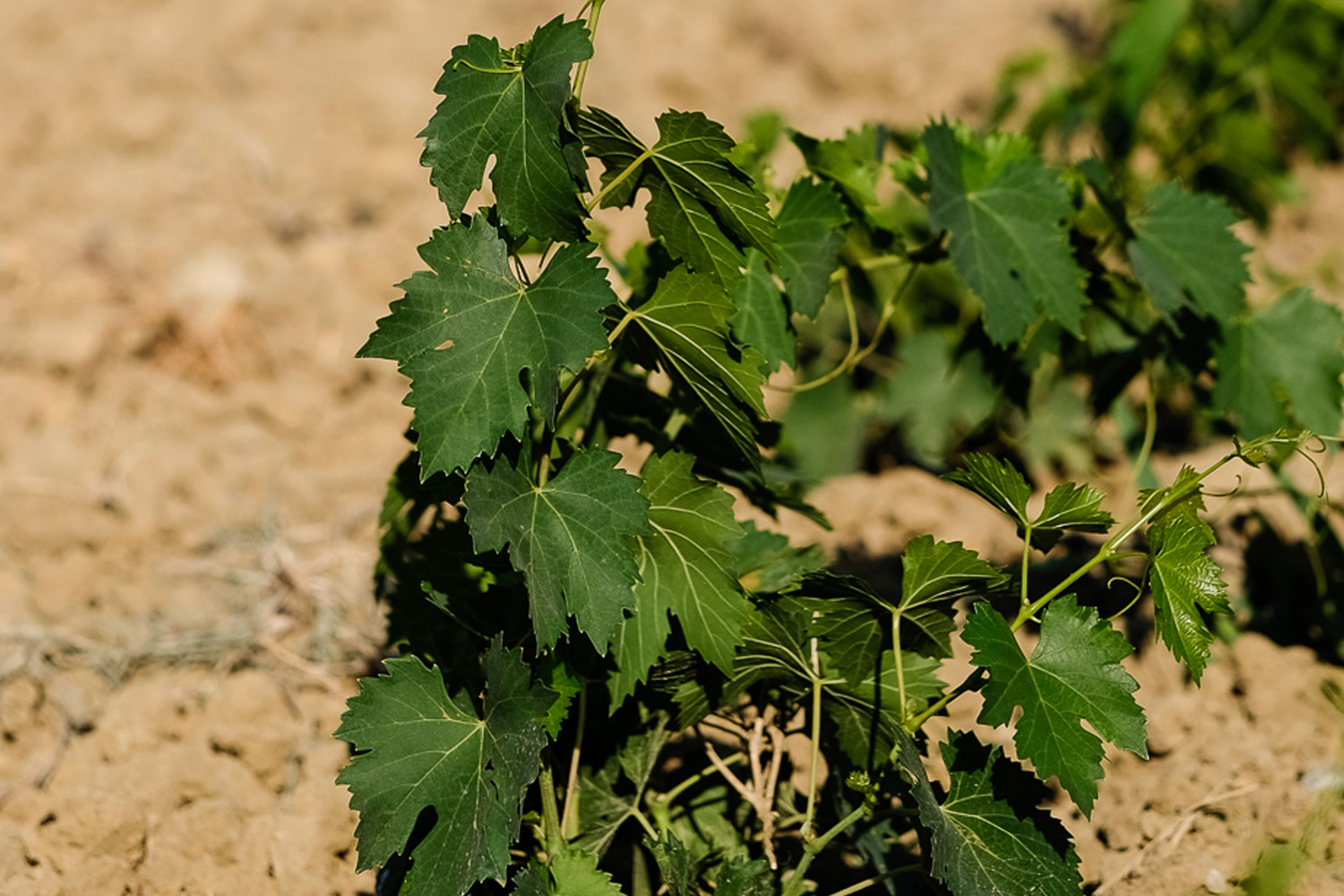 Vigneto - Azienda Agraria Fossacolle - Produttori di Brunello