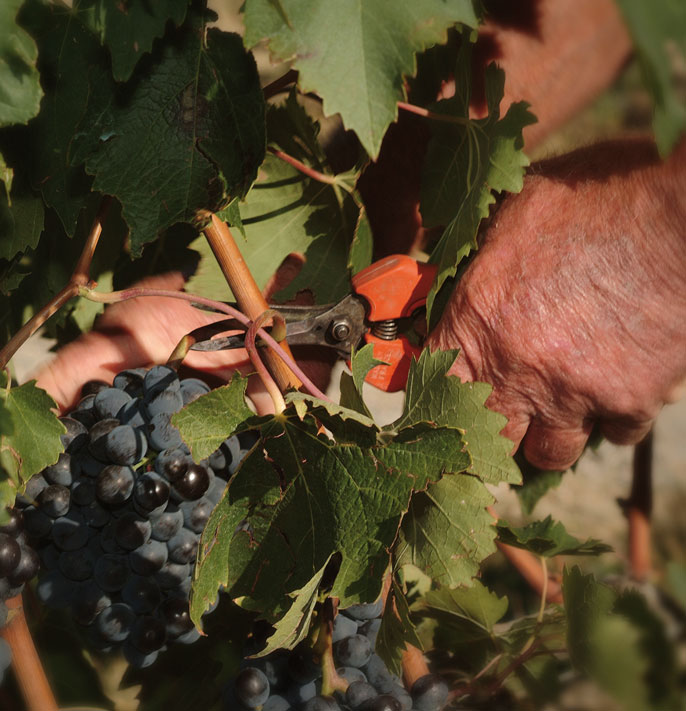 Vigneto - Azienda Agraria Fossacolle - Produttori di Brunello